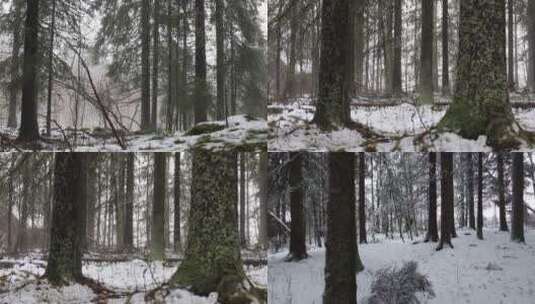 冬季森林积雪唯美雪景高清在线视频素材下载