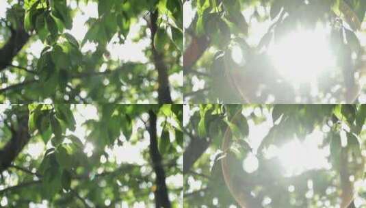 透过树叶的阳光空镜头高清在线视频素材下载