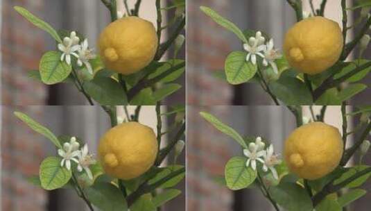 柠檬树上的柠檬果实和花朵高清在线视频素材下载