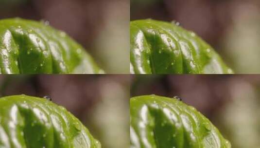 绿色植被上的露珠高清在线视频素材下载
