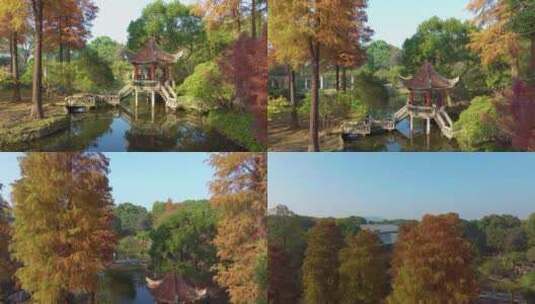湖北武汉中科院植物园秋季风光高清在线视频素材下载