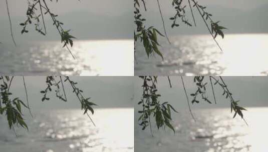 海边柳树高清在线视频素材下载