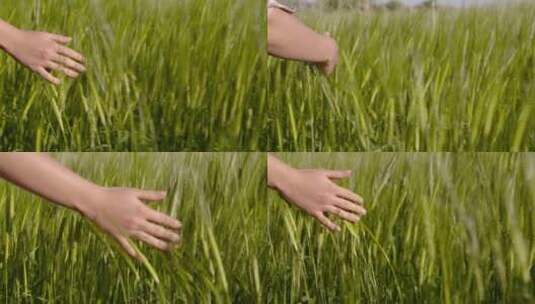 手抚摸成熟的金色小麦植物高清在线视频素材下载