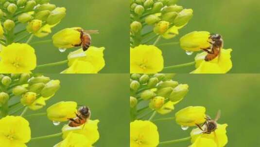 春天的清晨蜜蜂在油菜花上采蜜特写高清在线视频素材下载