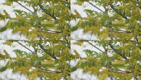 秋天金黄色树叶空镜 意境镜头高清在线视频素材下载