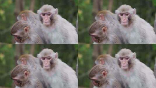 好奇可爱呆萌的野猴子高清在线视频素材下载