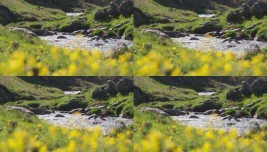 一条美丽的小溪流高清在线视频素材下载