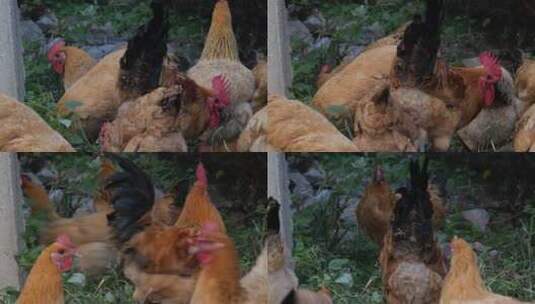 4K农民饲养的鸡高清在线视频素材下载