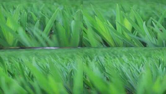 绿色生机植物高清在线视频素材下载
