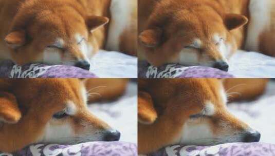 日本柴犬宠物狗趴着睡觉4K高清在线视频素材下载