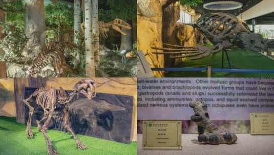 中德古生物博物馆古生物和恐龙化石展品高清在线视频素材下载
