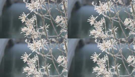 中国华北东北立冬冬至大寒树挂雾凇绝美雪景高清在线视频素材下载