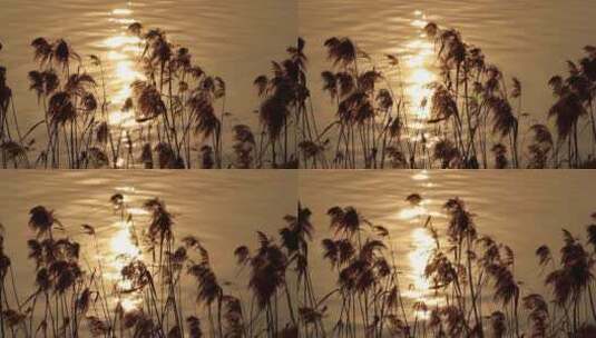 夕阳芦苇波光粼粼的水面高清在线视频素材下载