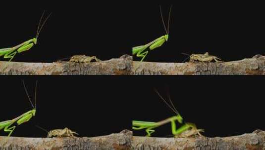螳螂抓蟋蟀的镜头高清在线视频素材下载