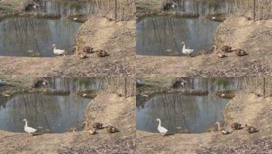 河边散步的鸭子高清在线视频素材下载