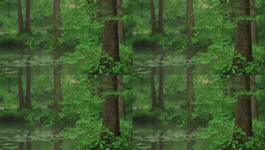 杭州虎跑下雨天雨滴打在绿色树枝叶子和水面高清在线视频素材下载