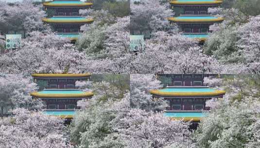 湖北武汉东湖樱花园春季风光高清在线视频素材下载