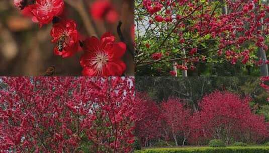 春天盛开的桃花合集高清在线视频素材下载