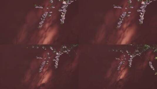 北京故宫博物院红墙樱花视频素材高清在线视频素材下载