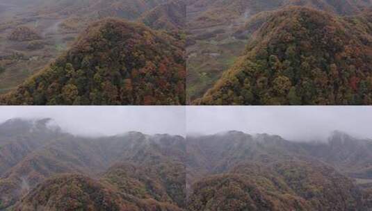 湖北神农架大九湖景区的阴雨秋天高清在线视频素材下载