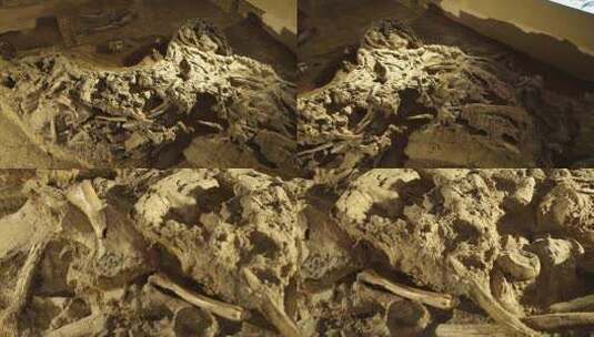 Y1内蒙古乌兰察布四子王旗化石馆化石展示2高清在线视频素材下载