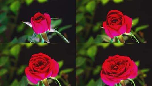 红玫瑰花开延时高清在线视频素材下载