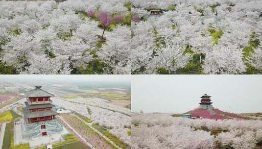 樱花 樱花园 樱花树 春季樱花高清在线视频素材下载