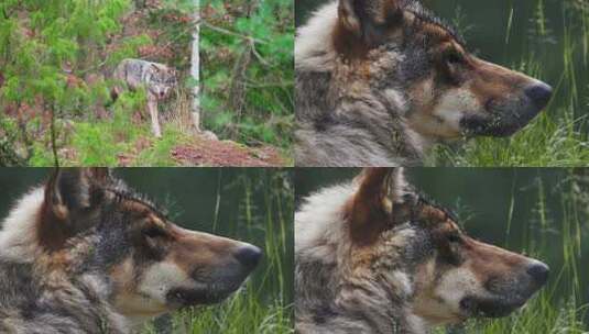 野生动物 狼实拍视频高清在线视频素材下载