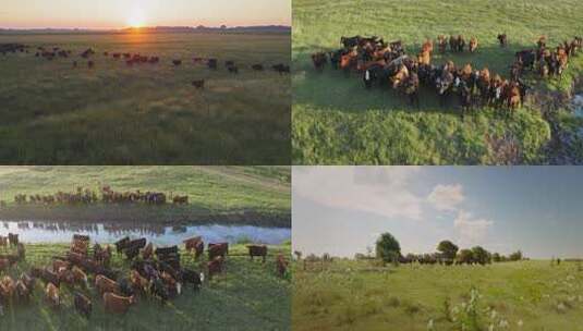 唯美草原风光草原牧场肉牛奶牛牛场生态牧场高清在线视频素材下载
