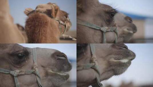 y1内蒙古乌兰察布四子王旗骆驼特写2高清在线视频素材下载