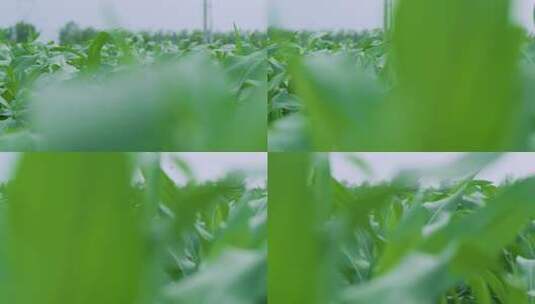 玉米种植慢镜头高清在线视频素材下载