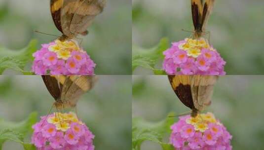 帝王蝶采集花蜜的镜头高清在线视频素材下载