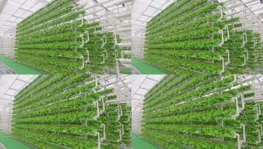 蔬菜大棚-温室大棚-科技农业高清在线视频素材下载