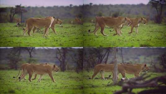 两只狮子在丛林中漫步高清在线视频素材下载