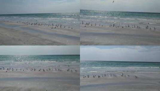 海边停留的海鸥群高清在线视频素材下载