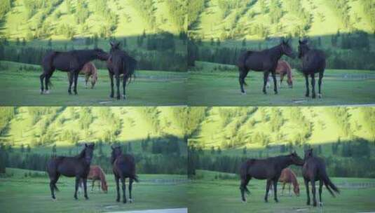 森林里的马草原上的马吃草野外的马吃草野马高清在线视频素材下载