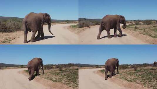 大象 自然保护区高清在线视频素材下载