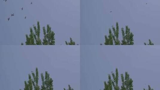 蓝天下一群鸽子飞过2高清在线视频素材下载