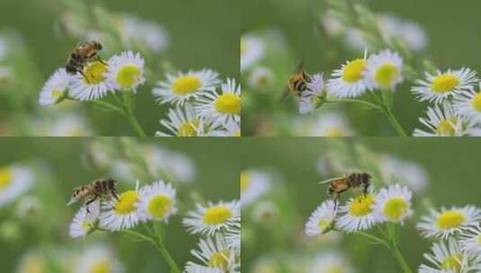夏天采蜜的蜜蜂和白色野花微距特写镜头高清在线视频素材下载