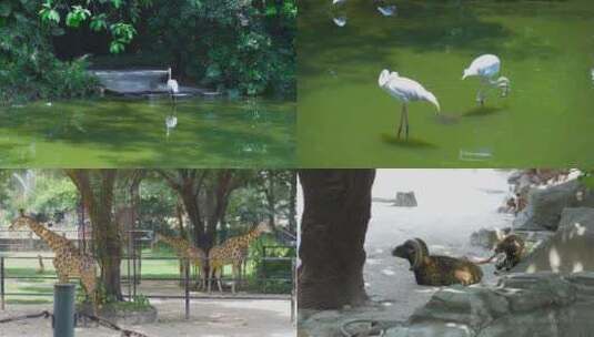 广州动物园高清在线视频素材下载
