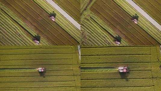 无人机低空航拍机械收割水稻的场景高清在线视频素材下载