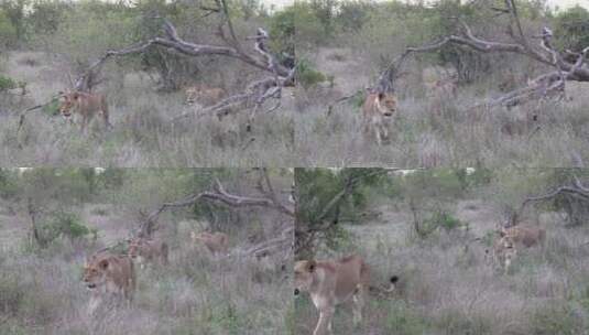 三只母狮一起走过灌木丛高清在线视频素材下载