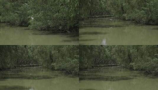 船在湿地沼泽上航行，蓝天白云灌木和白鸟高清在线视频素材下载