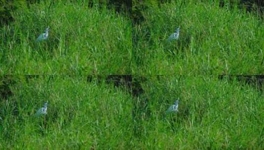 草丛中的白鹭高清在线视频素材下载