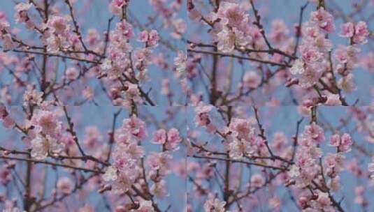 桃花树枝推镜头高清在线视频素材下载