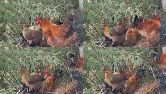 乡下竹林家禽散养鸡高清在线视频素材下载
