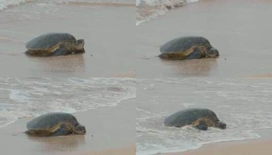 海滩上的海龟高清在线视频素材下载