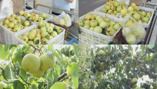 刘村酥梨 摘梨子 农民 农家梨园 运输高清在线视频素材下载