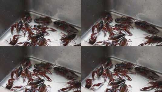 砧板上鲜活的小龙虾高清在线视频素材下载