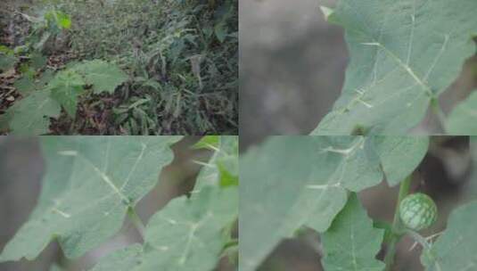 云南W普洱植物树干高清在线视频素材下载